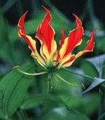 Gloriosa Superba