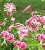 Lilium speciosum rubrum