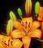 Lilium asiatic delicious