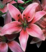 Lilium asiatic montreaux